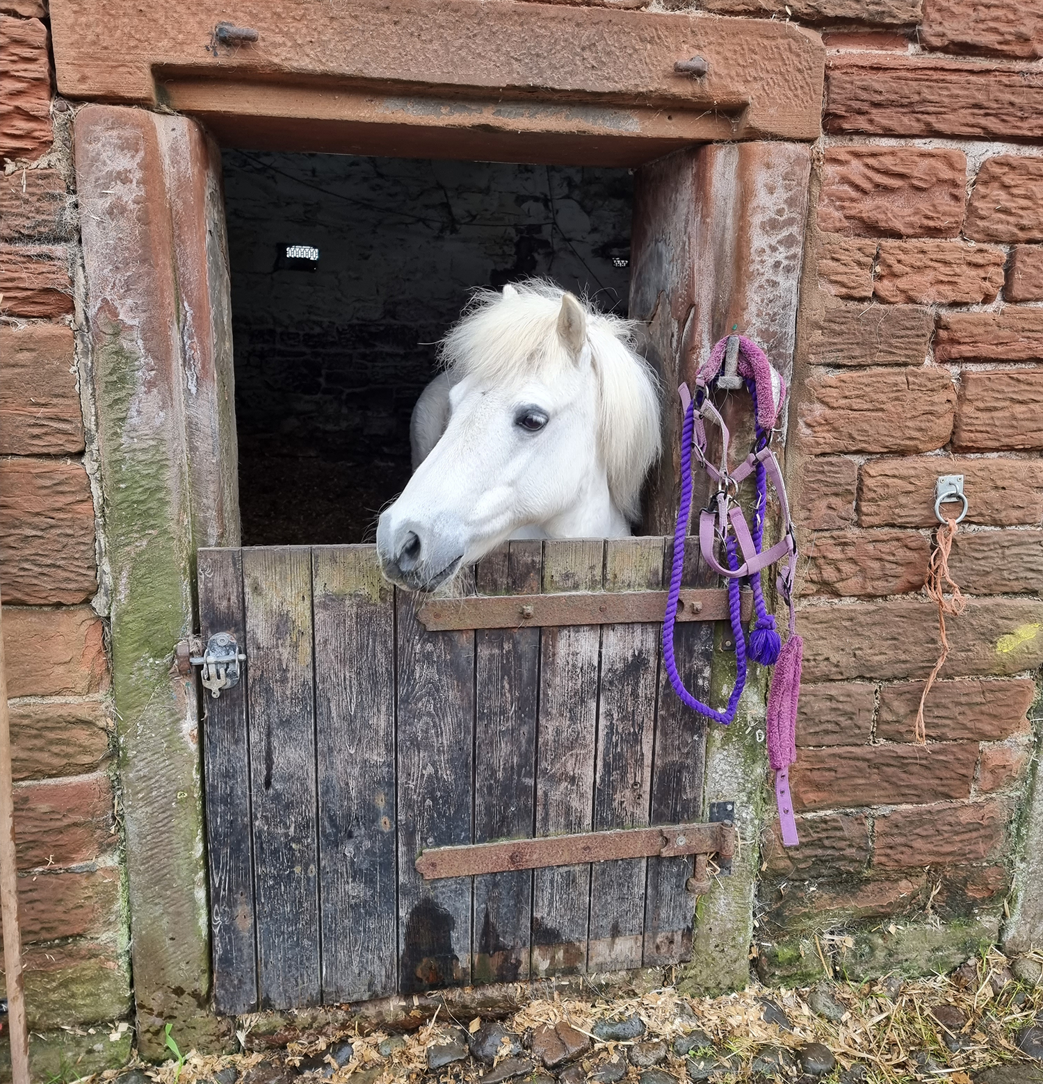 Cardewlees Campsite Pony