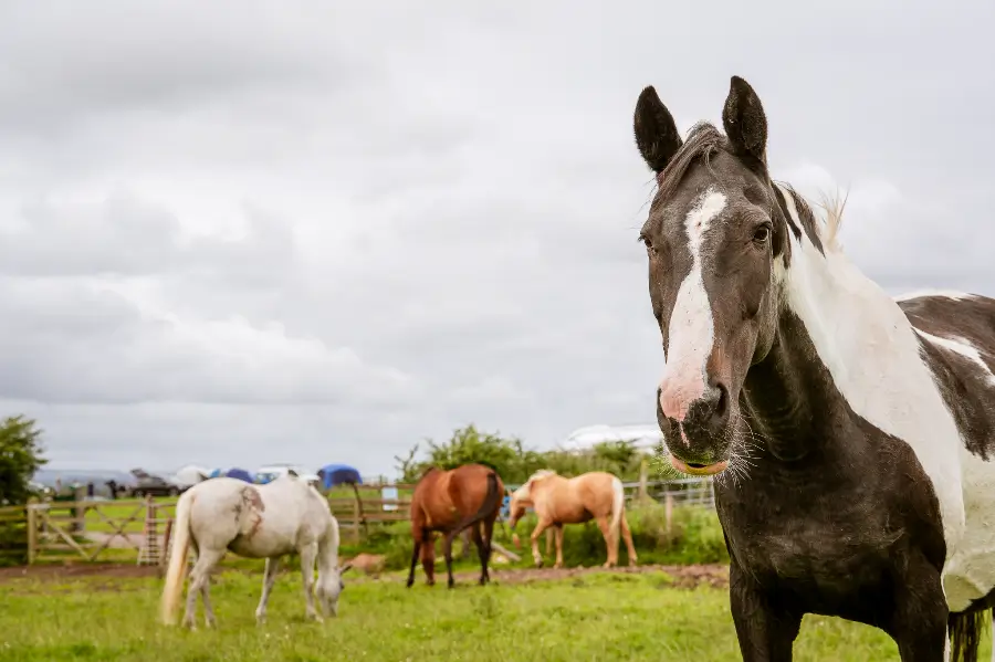Group of horses