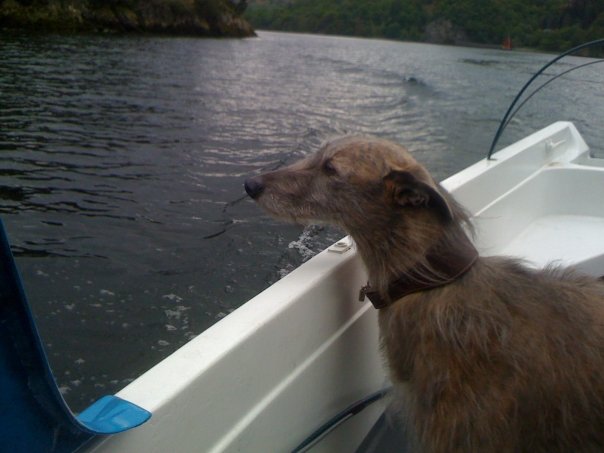 Dog sitting in a small boat on a lake, looking out over the water with wooded hills in the distance.