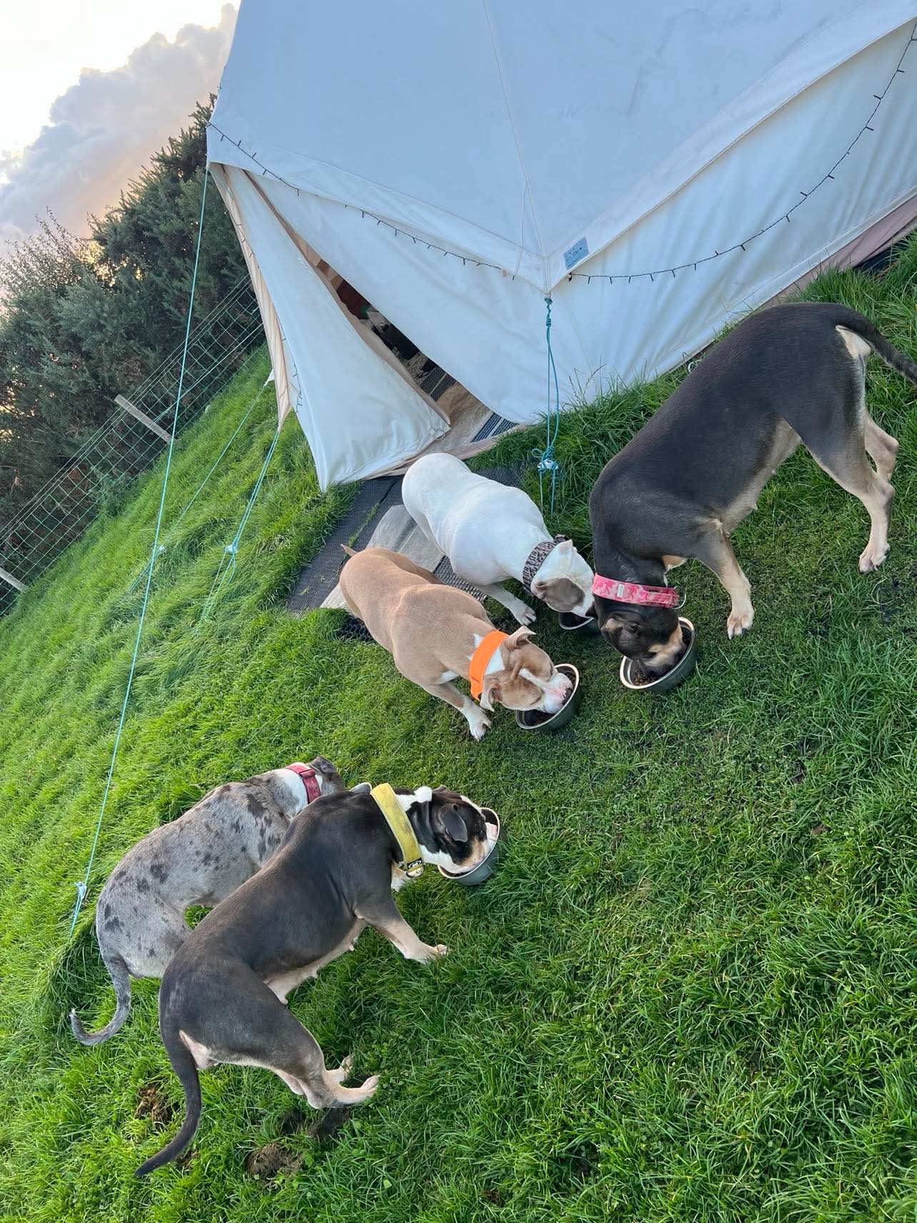 Four dogs eating from bowls on the grass beside a white bell tent at a campsite.