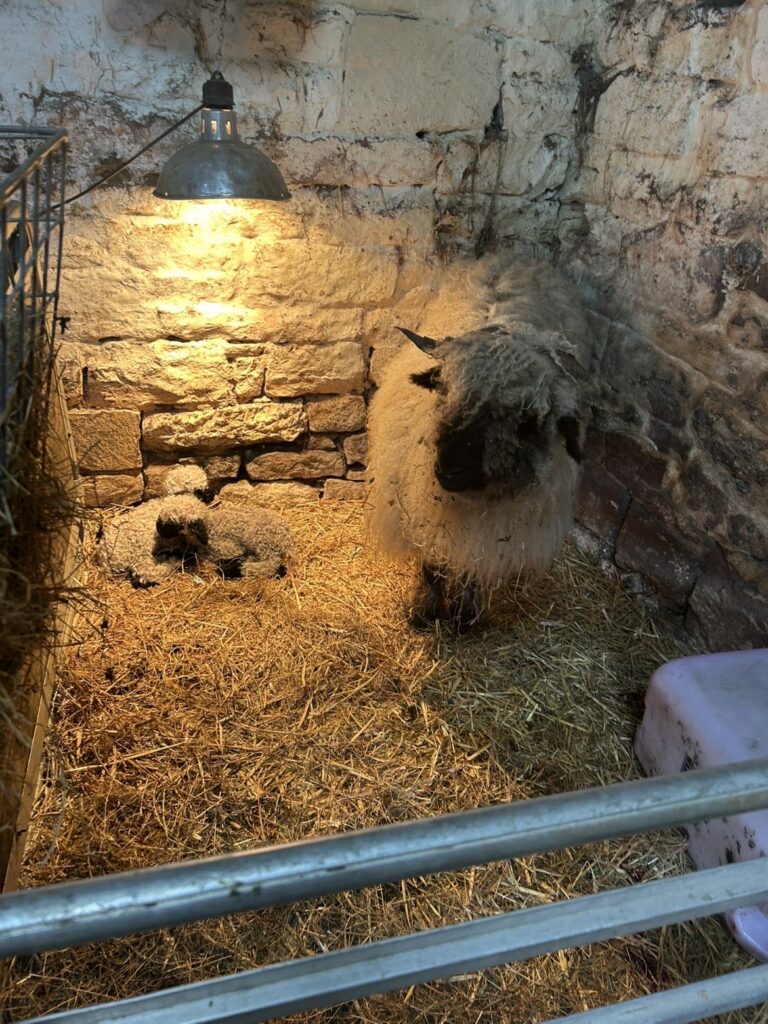 Ewe and newborn lamb resting on straw in a stone-walled barn pen under a heat lamp.