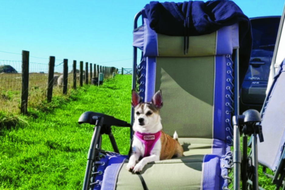 Chihuahua sitting on a chair in the camping paddock at Cardewlees