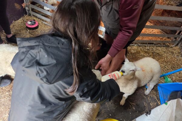 Child bottle-feeding a lamb in a straw-filled barn while an adult steadies the lamb beside sheep pens.