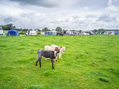 Calves in the field next to the camping paddock