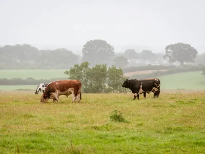 Cows in the mist