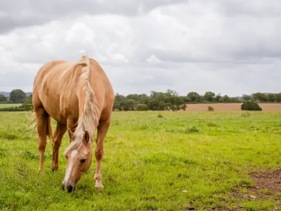 Horse in a field at Cardewlees Farm
