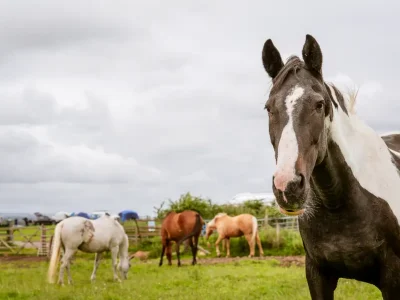Group of horses