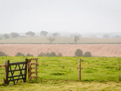 Fields in the mist